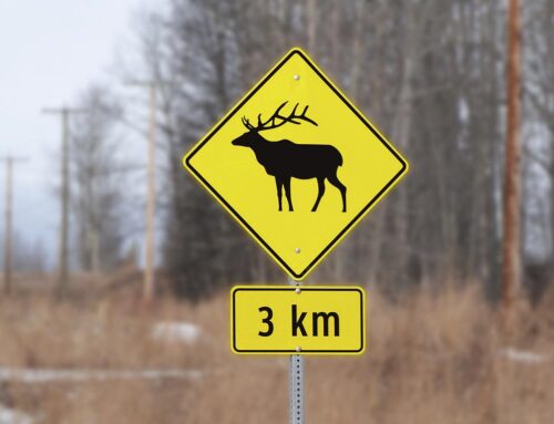 Car collisions with wild animals – hundreds of injuries every year