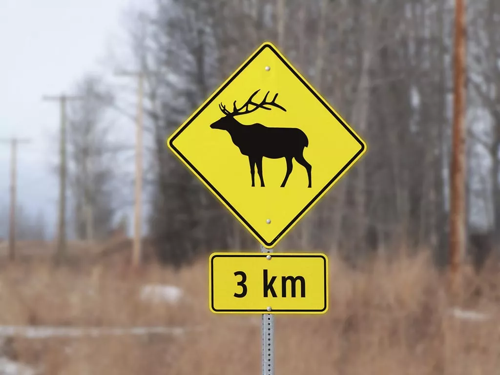 car accident injuries wildlife